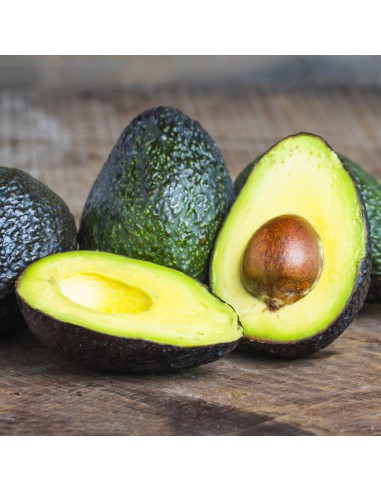 Aguacate Lamb Hass