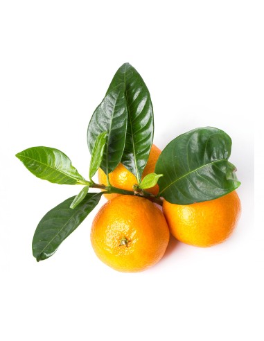 Mandarina Nadorcott