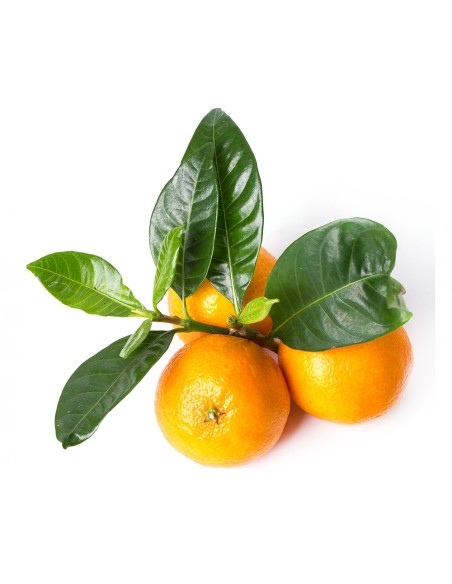 Mandarina Nadorcott