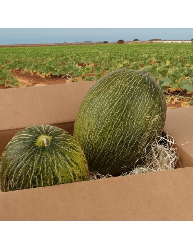Melón piel de sapo, - Caja de 2 u. -...