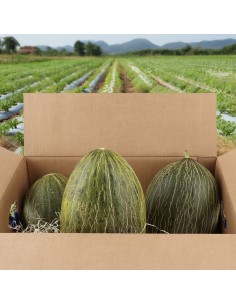 Melones piel de sapo